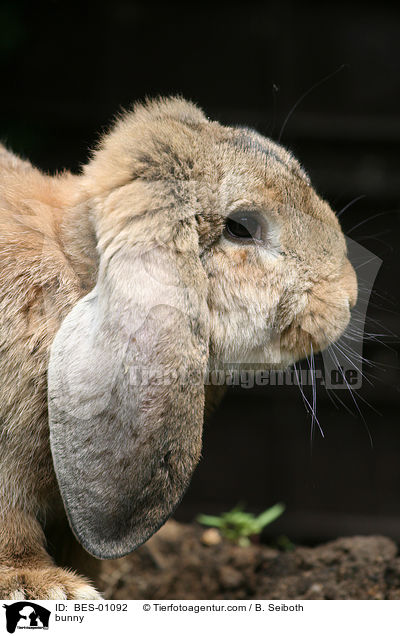 bunny / BES-01092