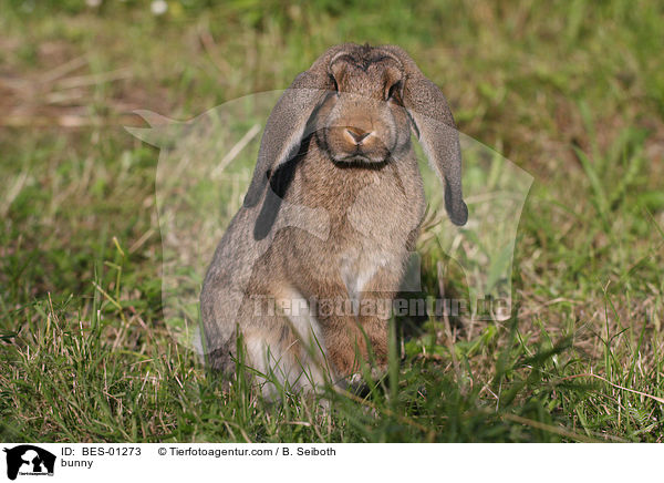 Deutscher Widder / bunny / BES-01273