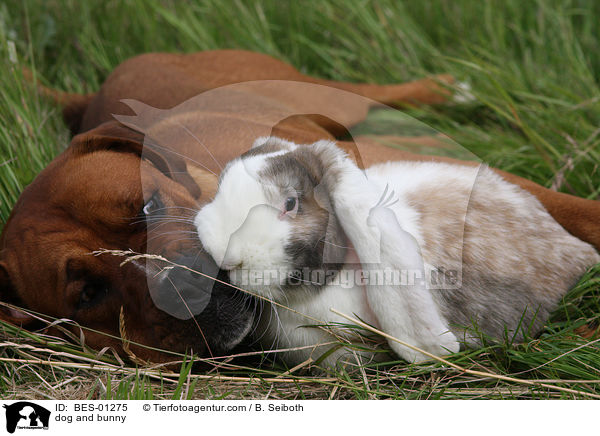 dog and bunny / BES-01275