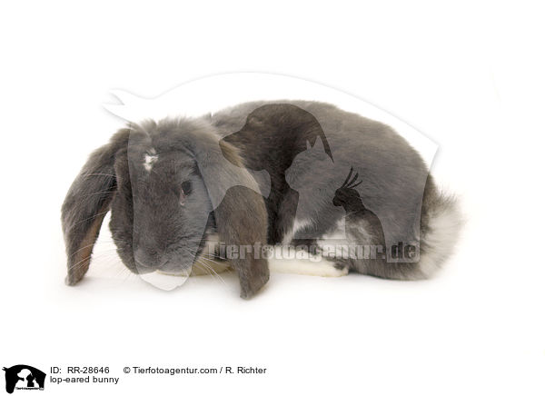 lop-eared bunny / RR-28646