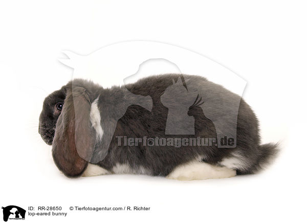 Deutscher Widder / lop-eared bunny / RR-28650