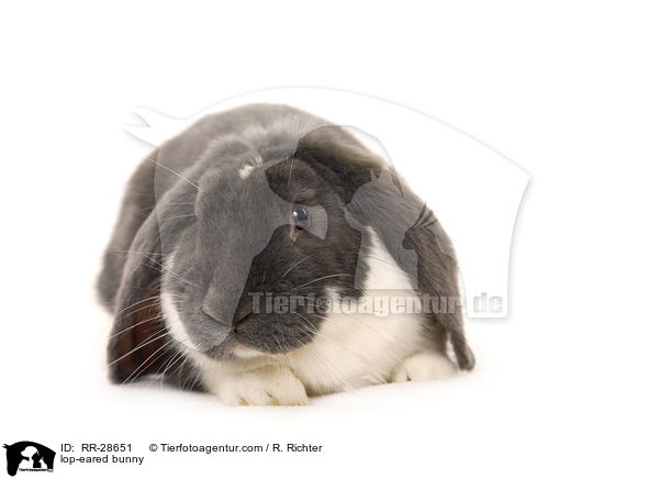 Deutscher Widder / lop-eared bunny / RR-28651