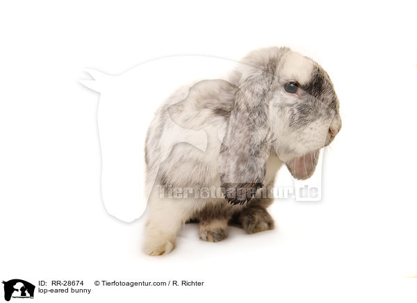 Deutscher Widder / lop-eared bunny / RR-28674