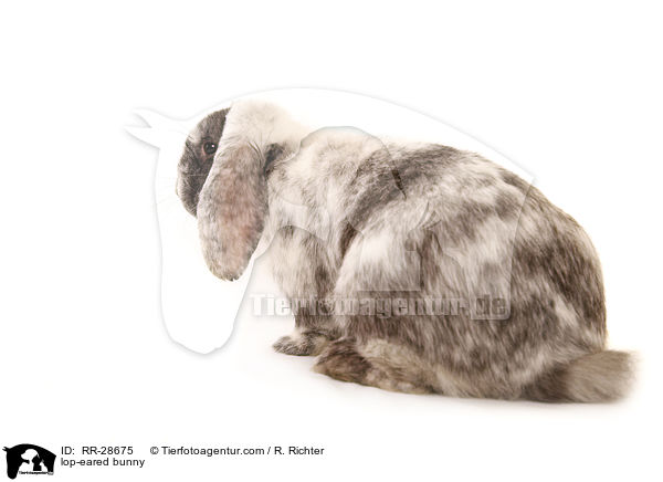 Deutscher Widder / lop-eared bunny / RR-28675