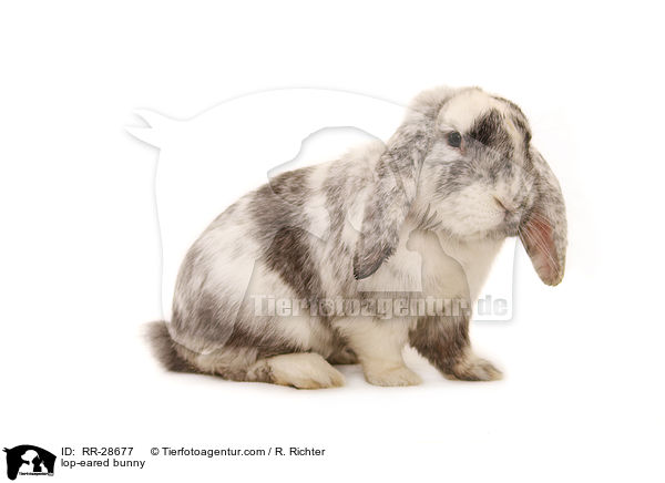 lop-eared bunny / RR-28677