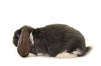 lop-eared bunny