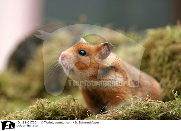 Goldhamster / golden hamster / SS-01720