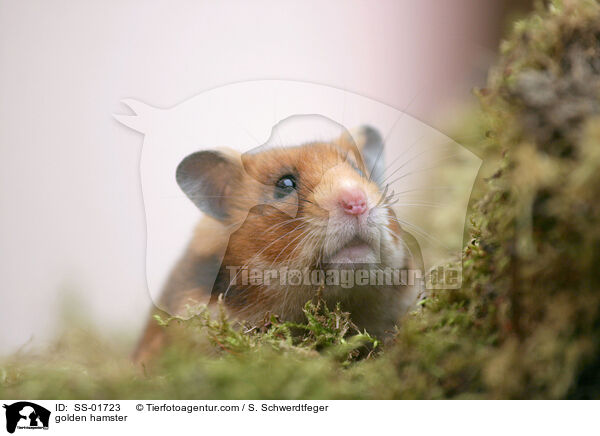 Goldhamster / golden hamster / SS-01723