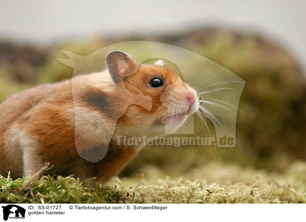 Goldhamster / golden hamster / SS-01727