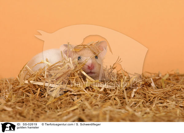 golden hamster / SS-02619
