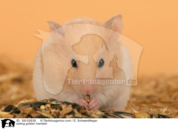 fressender Goldhamster / eating golden hamster / SS-02638