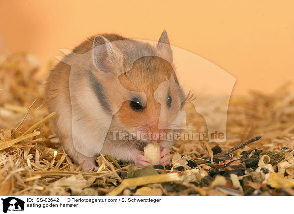 eating golden hamster / SS-02642