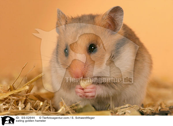 eating golden hamster / SS-02644