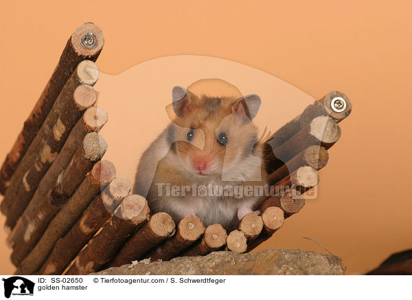 Goldhamster / golden hamster / SS-02650