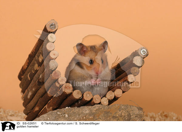 Goldhamster / golden hamster / SS-02651