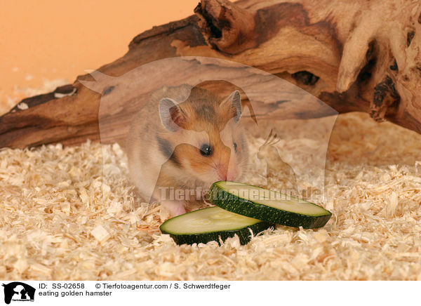 fressender Goldhamster / eating golden hamster / SS-02658
