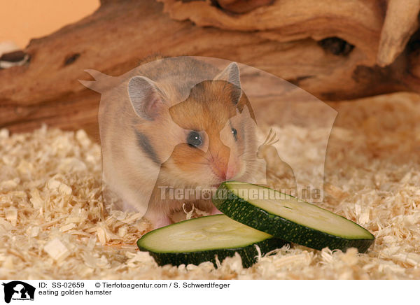 fressender Goldhamster / eating golden hamster / SS-02659
