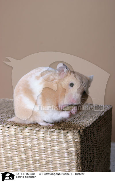 fressender Hamster / eating hamster / RR-07850