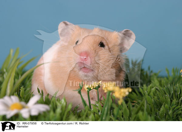 Goldhamster / Hamster / RR-07856