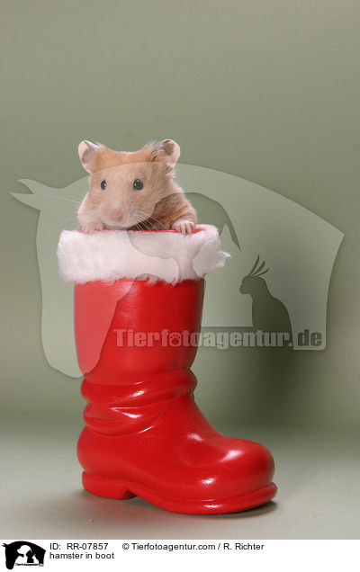 hamster in boot / RR-07857