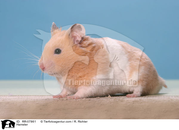 Goldhamster / Hamster / RR-07861