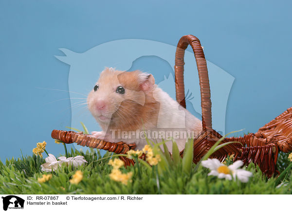 Hamster im Krbchen / Hamster in basket / RR-07867