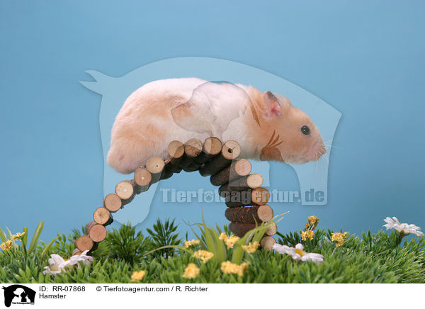 Hamster / RR-07868