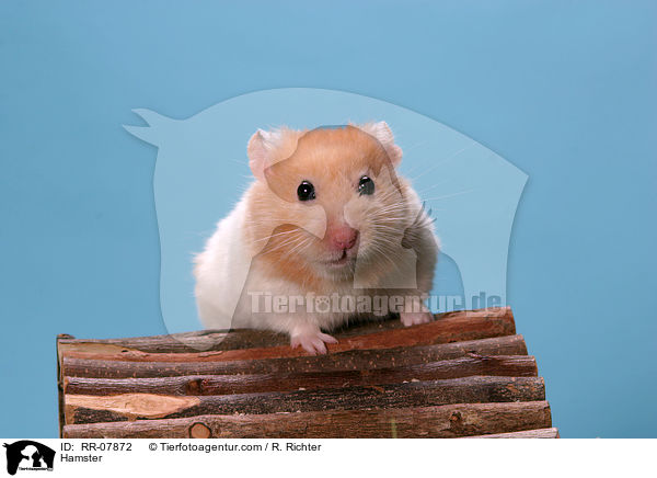 Goldhamster / Hamster / RR-07872