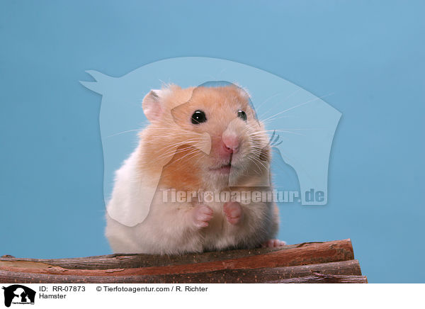 Goldhamster / Hamster / RR-07873