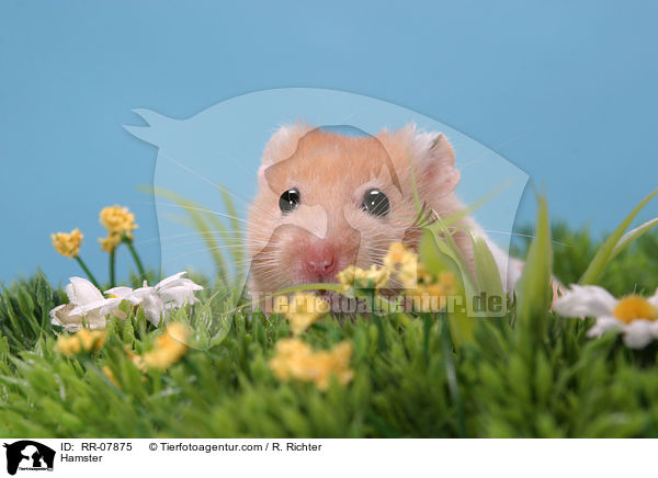 Goldhamster / Hamster / RR-07875