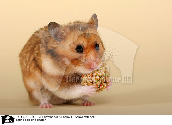 eating golden hamster / SS-13945