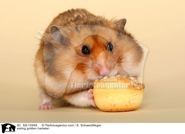 eating golden hamster / SS-13946