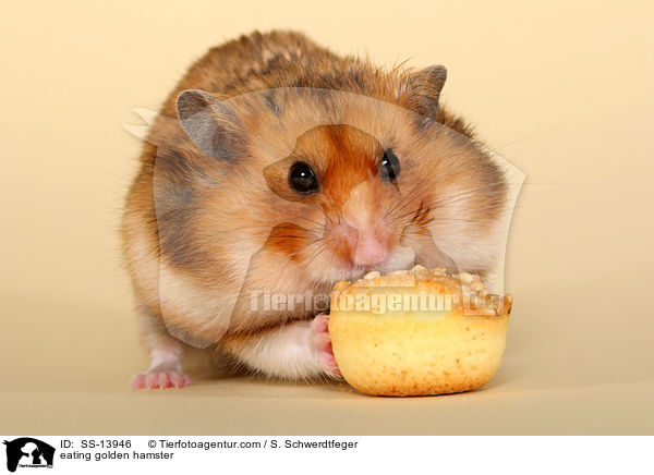 fressender Goldhamster / eating golden hamster / SS-13946