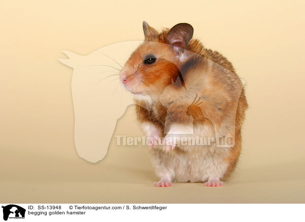 Goldhamster macht Mnnchen / begging golden hamster / SS-13948