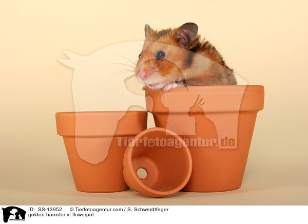 Goldhamster im Blumentopf / golden hamster in flowerpot / SS-13952