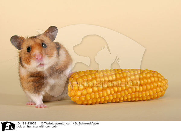 Goldhamster mit Maiskolben / golden hamster with corncob / SS-13953