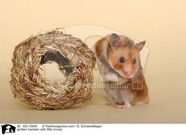 Goldhamster mit Grasnest / golden hamster with little house / SS-13954