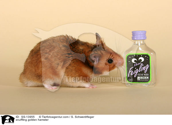 snuffling golden hamster / SS-13955