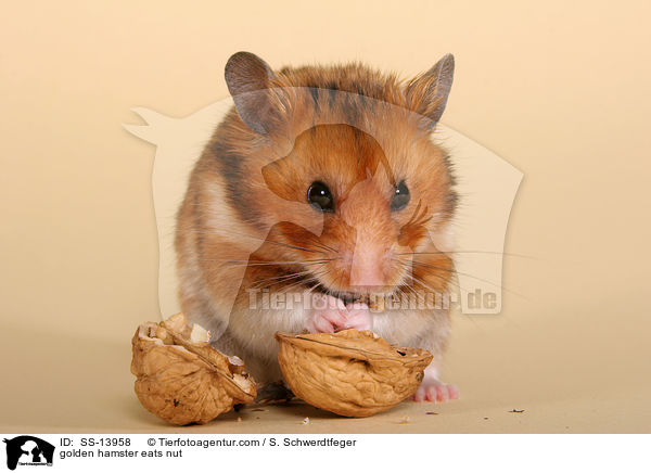 golden hamster eats nut / SS-13958