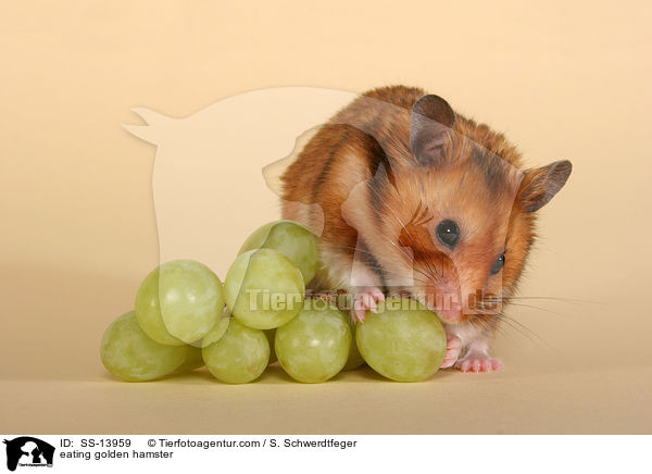 eating golden hamster / SS-13959