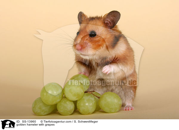 golden hamster with grapes / SS-13960