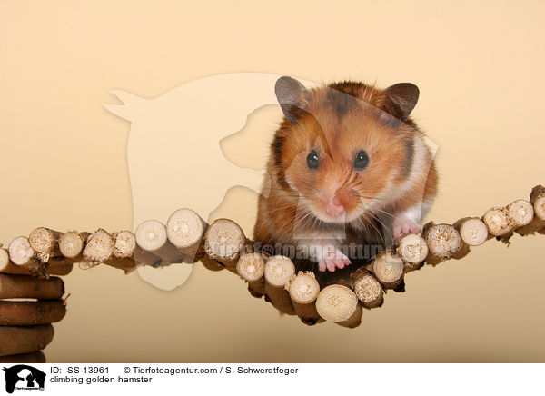 climbing golden hamster / SS-13961