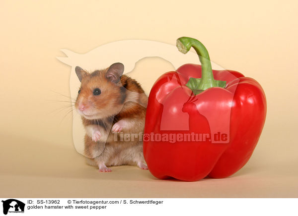 Goldhamster mit Paprika / golden hamster with sweet pepper / SS-13962