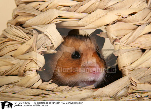 Goldhamster in Huschen / golden hamster in little house / SS-13963