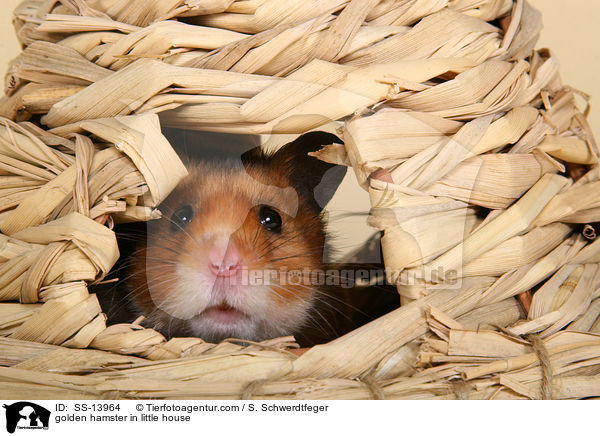 golden hamster in little house / SS-13964