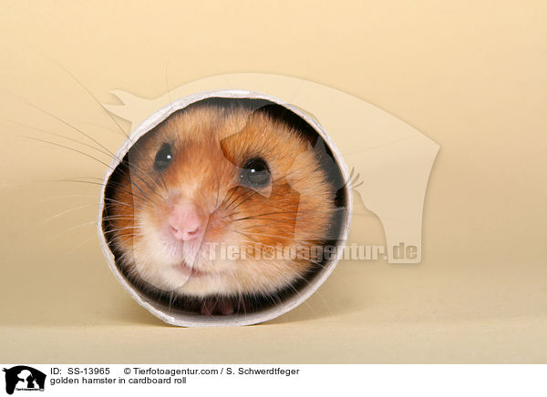 Goldhamster in Papprolle / golden hamster in cardboard roll / SS-13965