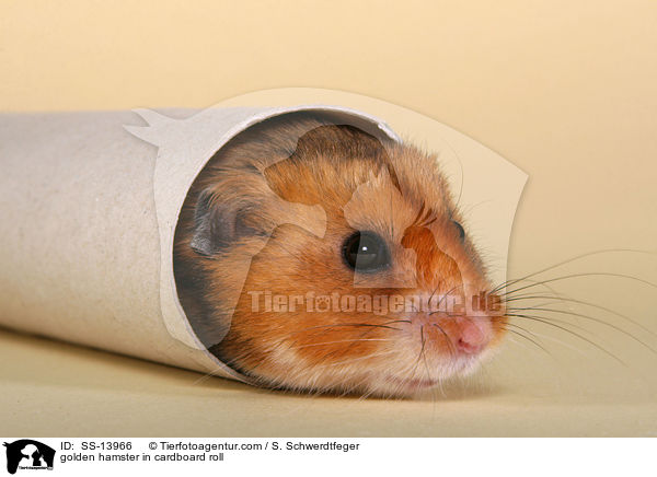 golden hamster in cardboard roll / SS-13966