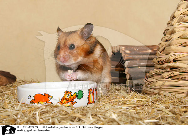 eating golden hamster / SS-13973