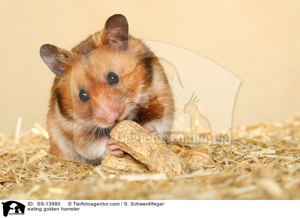 fressender Goldhamster / eating golden hamster / SS-13980