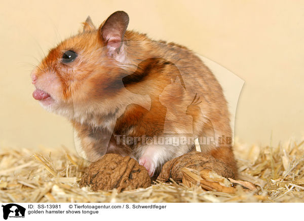 Goldhamster zeigt Zunge / golden hamster shows tongue / SS-13981